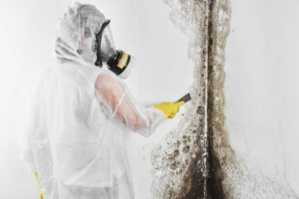 Best Post-Flood Mold Remediation in Cheval, FL