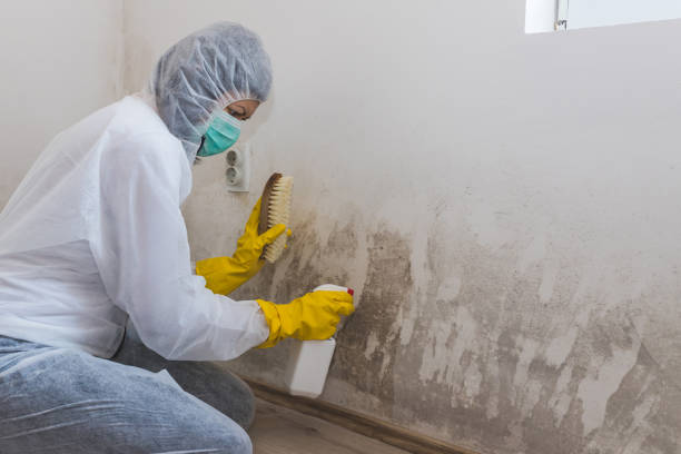 Best White Mold Remediation in Cheval, FL