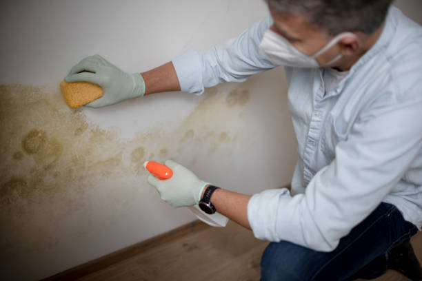 Best Attic Mold Remediation in Cheval, FL