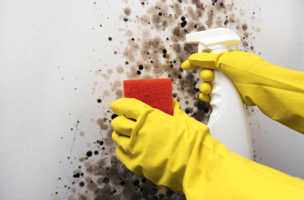 Best Insurance-Related Mold Remediation in Cheval, FL