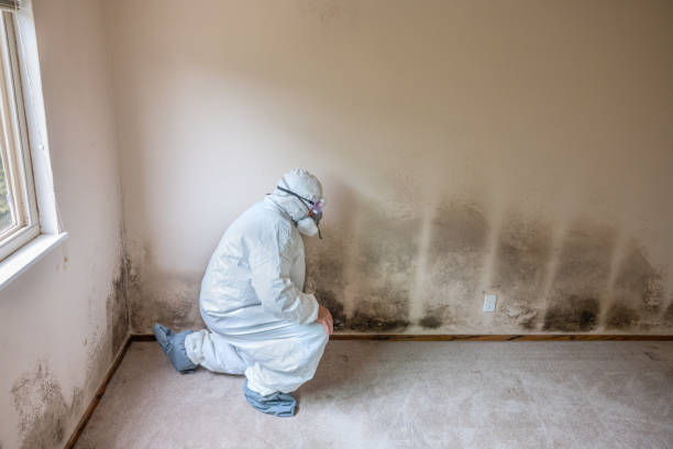 Best White Mold Remediation in Cheval, FL