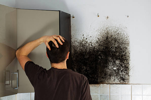 Best Residential Mold Remediation in Cheval, FL